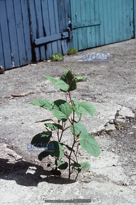 : JAPANESE KNOTWEED - growing out of concrete path : JAPANESE KNOTWEED - growing out of concrete path