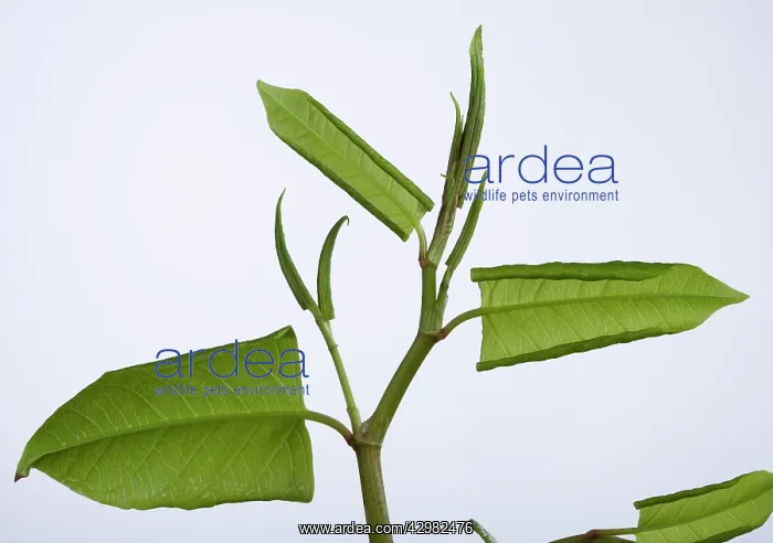 : Japanese knotweed -leaf development in spring : Japanese knotweed -leaf development in spring