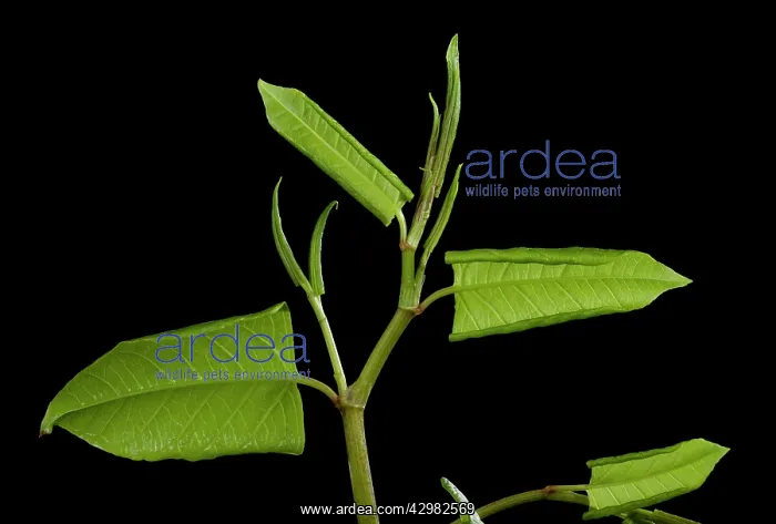 : Japanese knotweed -leaf development in spring : Japanese knotweed -leaf development in spring