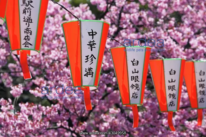 : Japanese lanterns at the Cherry Blossom known as Sakura : Japanese lanterns at the Cherry Blossom known as Sakura