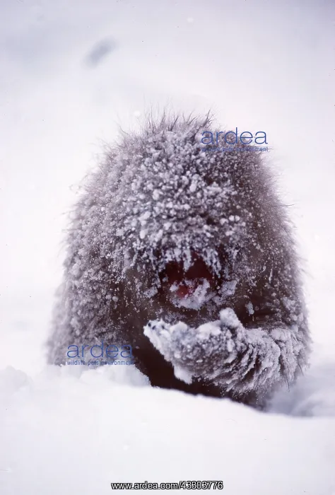 : Japanese Macaca Monkey - covered in snow : Japanese Macaca Monkey - covered in snow