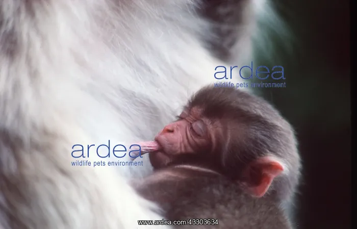 : JAPANESE MACACA MONKEY - Young Suckling : JAPANESE MACACA MONKEY - Young Suckling