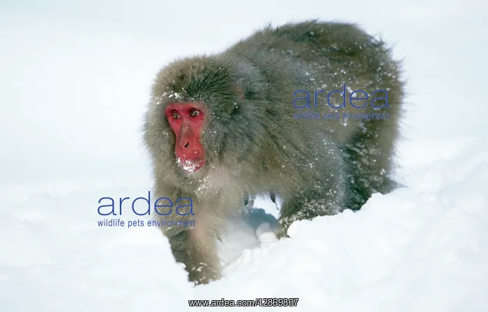 : Japanese Macaque : Japanese Macaque