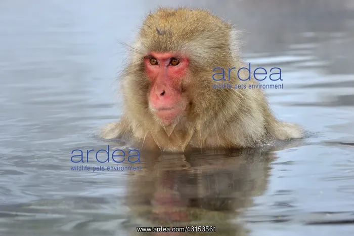  : Japanese Macaque