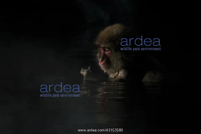 : Japanese Macaque : Japanese Macaque
