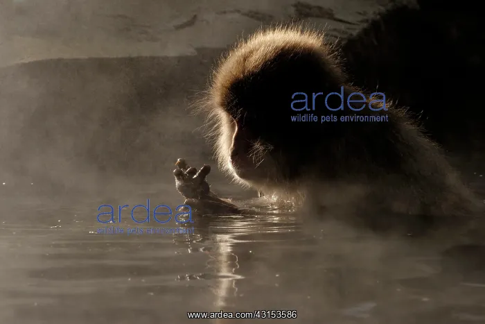 : Japanese Macaque : Japanese Macaque