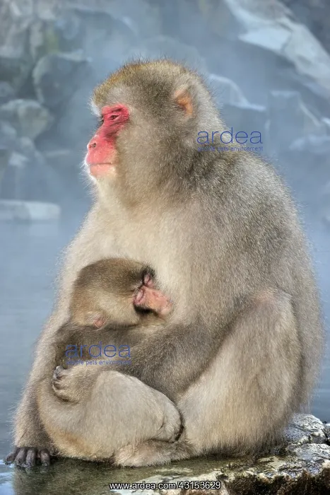 : Japanese Macaque : Japanese Macaque