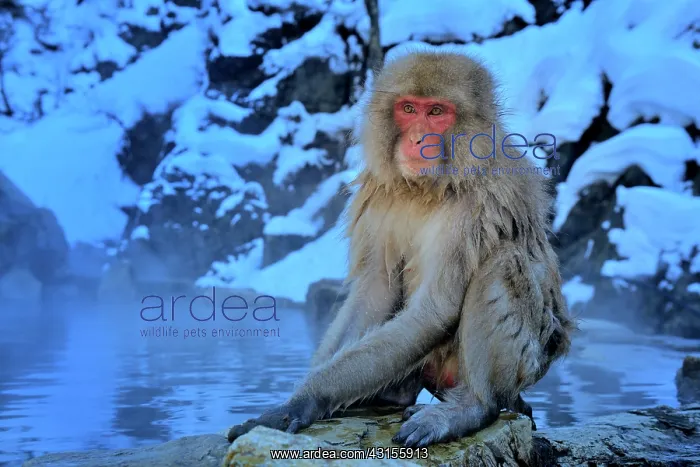 : Japanese Macaque