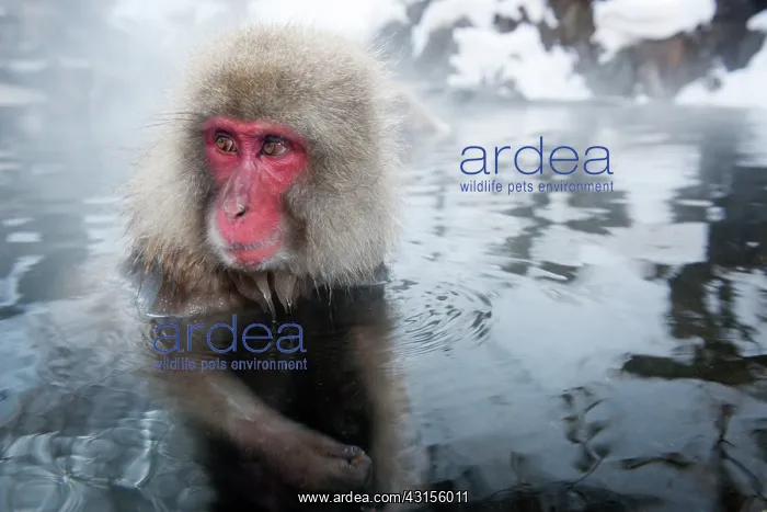 : Japanese Macaque : Japanese Macaque