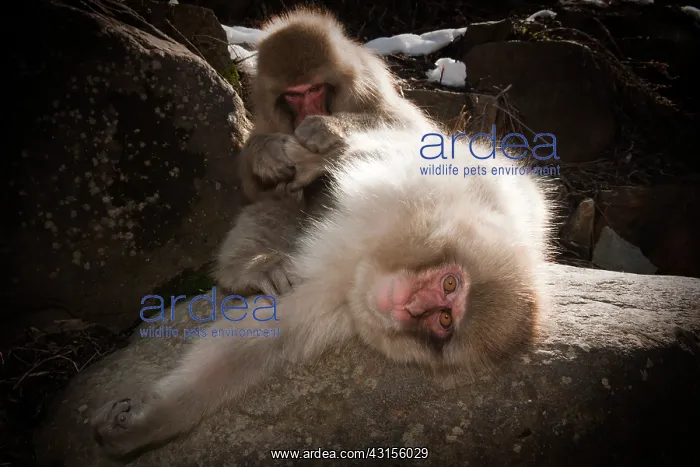 : Japanese Macaque : Japanese Macaque