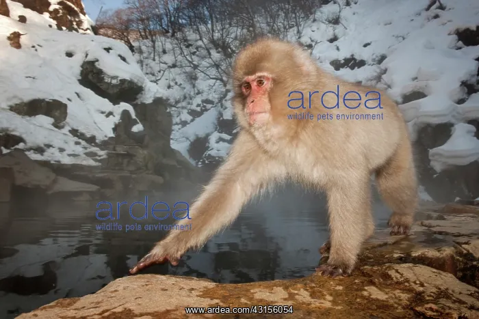 : Japanese Macaque : Japanese Macaque
