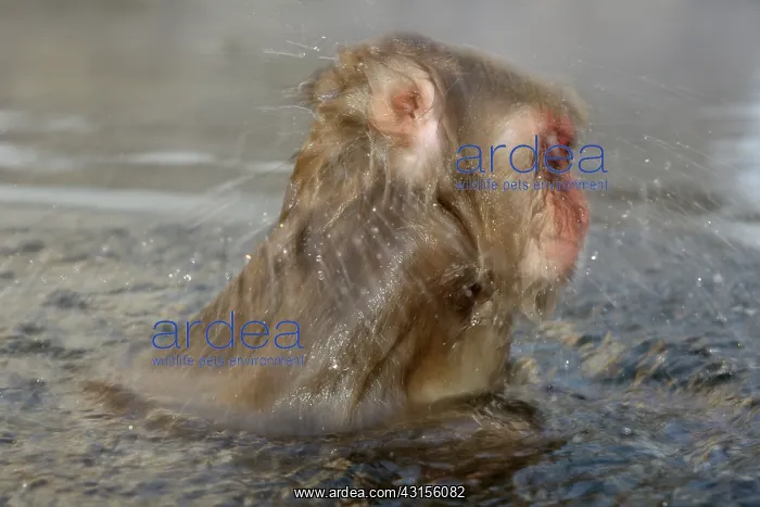 : Japanese Macaque : Japanese Macaque