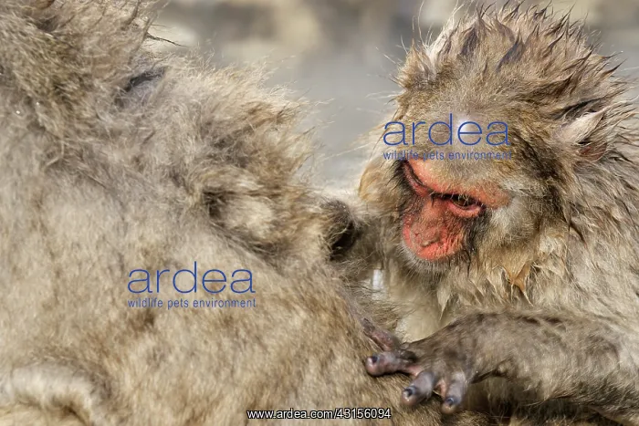: Japanese Macaque : Japanese Macaque