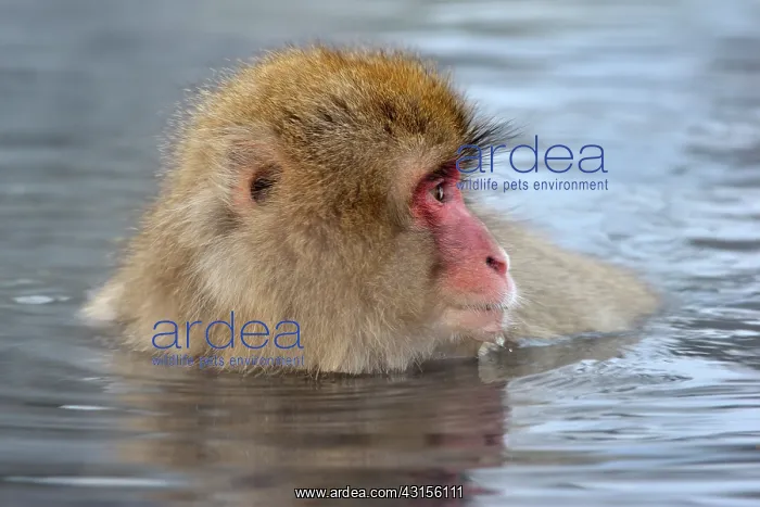 : Japanese Macaque : Japanese Macaque