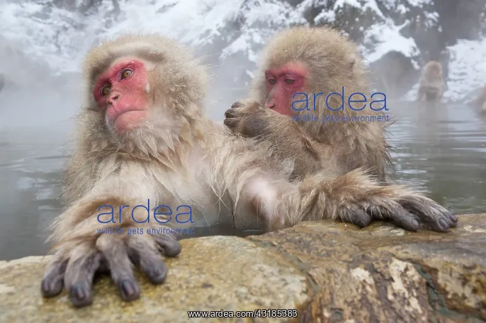 : Japanese Macaque : Japanese Macaque