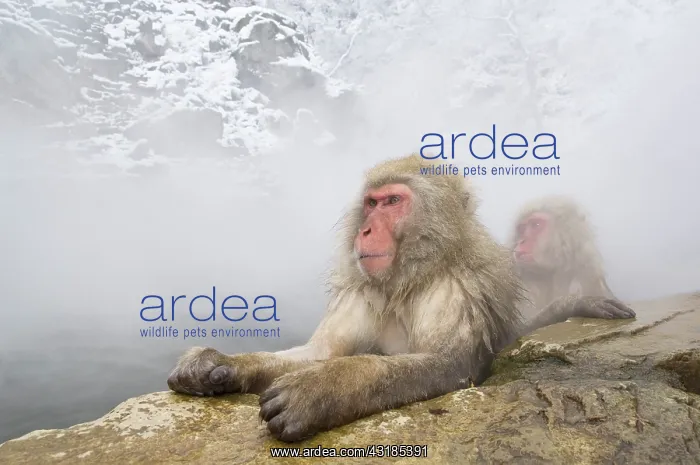 : Japanese Macaque : Japanese Macaque