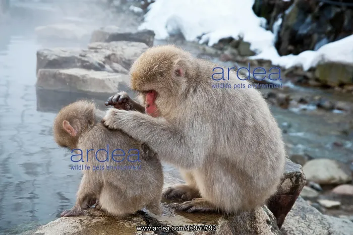 : Japanese Macaque - adult grooming youngster on pool edge : Japanese Macaque - adult grooming youngster on pool edge