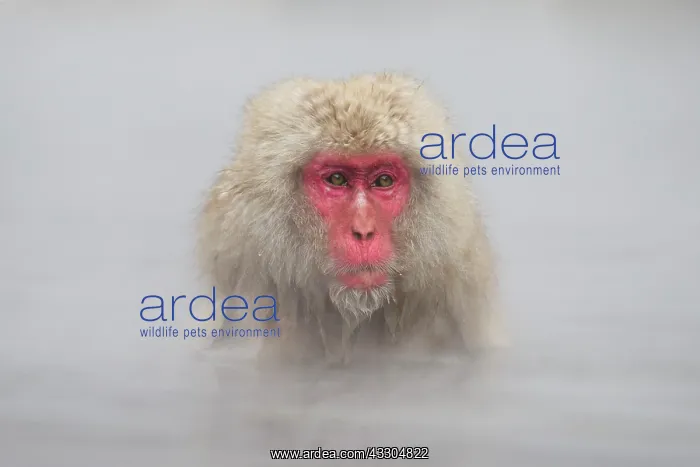 : Japanese Macaque - geothermal pool : Japanese Macaque - geothermal pool