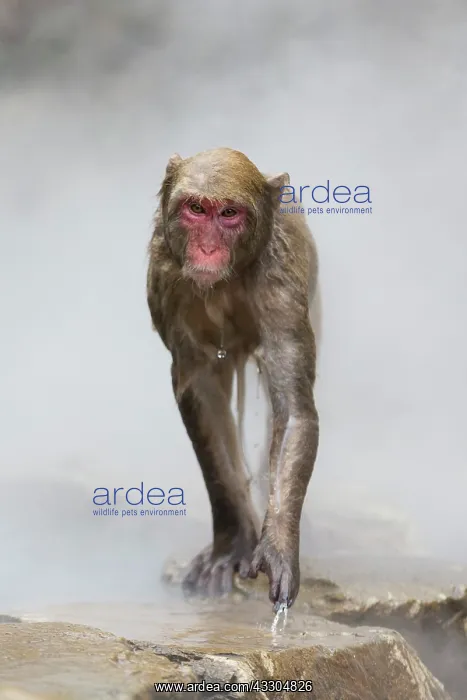 : Japanese Macaque - geothermal pool : Japanese Macaque - geothermal pool