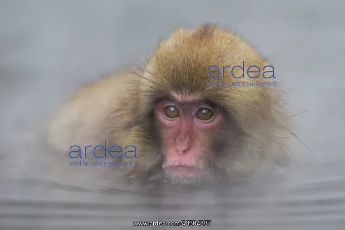 : Japanese Macaque - geothermal pool : Japanese Macaque - geothermal pool