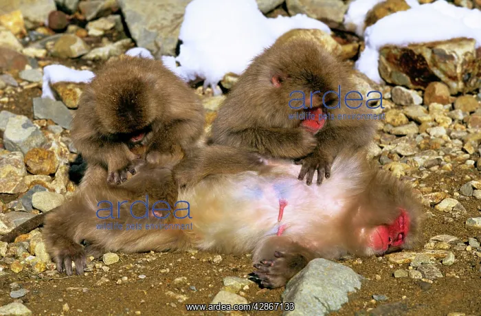 : Japanese Macaque Two grooming a third : Japanese Macaque Two grooming a third