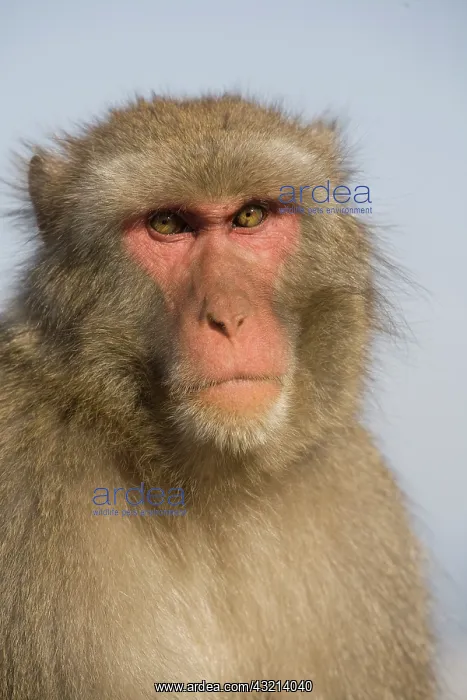 : Japanese Macaque (Macaca fuscata), also : Japanese Macaque (Macaca fuscata), also