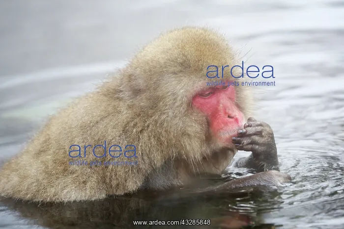 : Japanese Macaque (Macaca fuscata), Snow Monkeys at the natur : Japanese Macaque (Macaca fuscata), Snow Monkeys at the natur