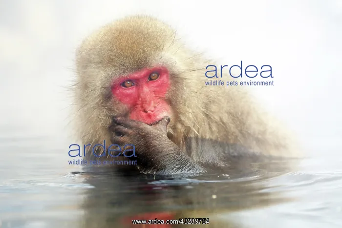 : Japanese Macaque (Macaca fuscata), Snow Monkeys at the natur : Japanese Macaque (Macaca fuscata), Snow Monkeys at the natur
