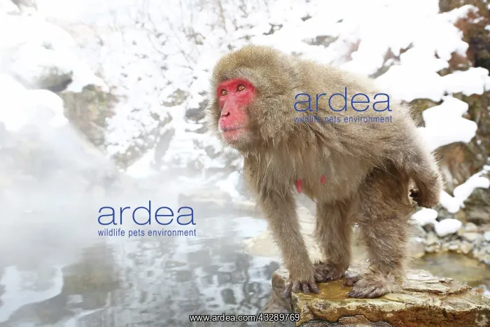 : Japanese Macaque (Macaca fuscata), Snow Monkeys at the natur : Japanese Macaque (Macaca fuscata), Snow Monkeys at the natur
