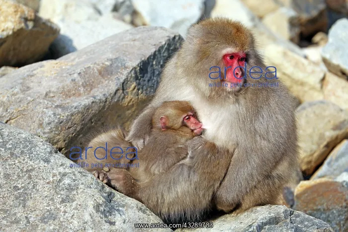 : Japanese Macaque (Macaca fuscata), Snow Monkeys at the natur : Japanese Macaque (Macaca fuscata), Snow Monkeys at the natur