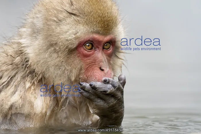 : Japanese macaque (Macaca fuscata) : Japanese macaque (Macaca fuscata)