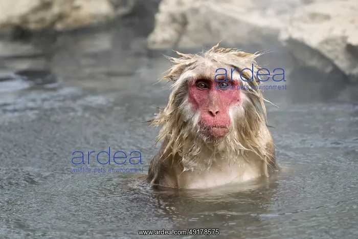 : Japanese macaque (Macaca fuscata) : Japanese macaque (Macaca fuscata)