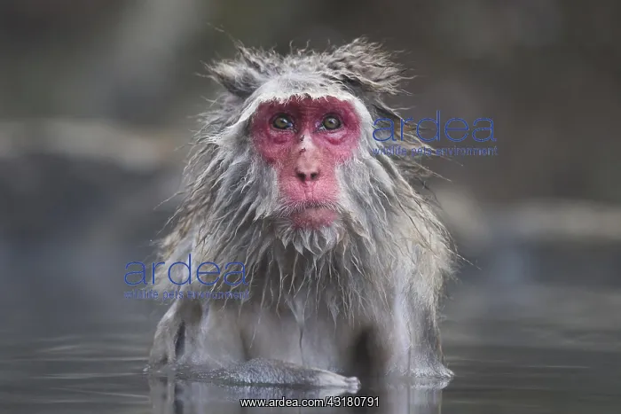 : Japanese Macaque (Macaca fuscata), adult, bathing : Japanese Macaque (Macaca fuscata), adult, bathing
