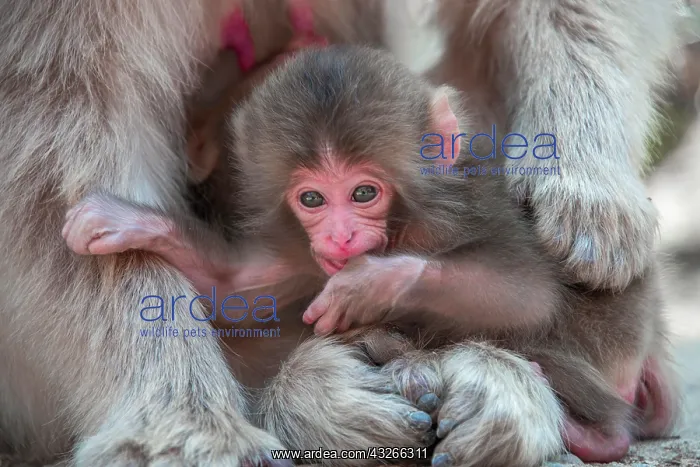 : Japanese macaque (Macaca fuscata), animal baby : Japanese macaque (Macaca fuscata), animal baby