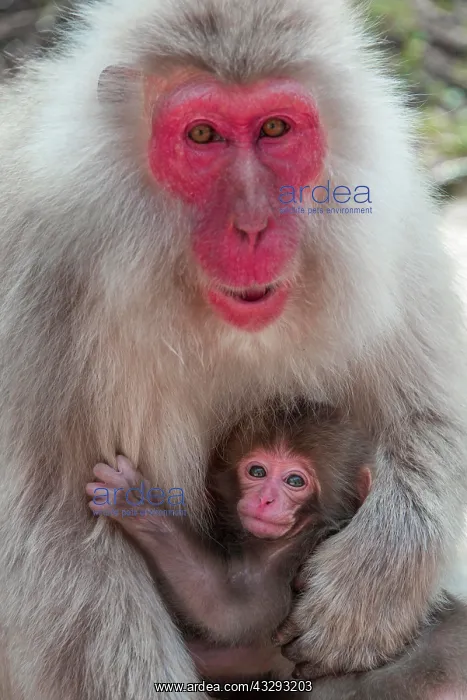  : Japanese macaque (Macaca fuscata), dam with young