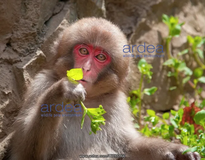 : Japanese macaque (Macaca fuscata), young animal : Japanese macaque (Macaca fuscata), young animal