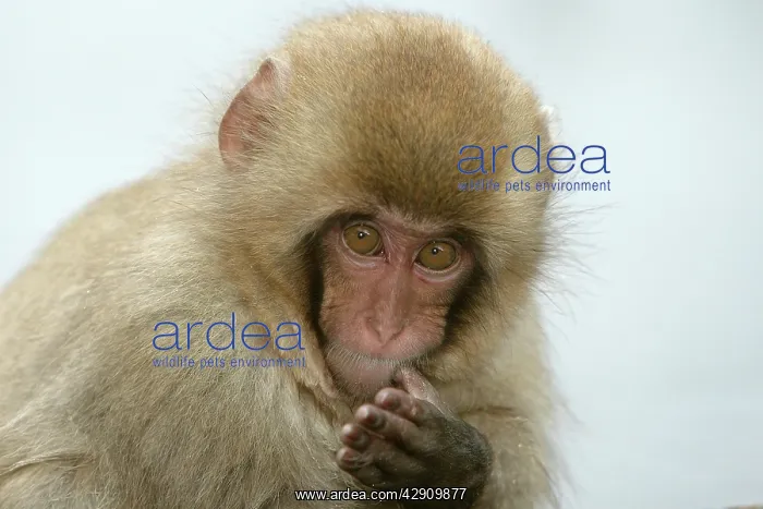 : Japanese Macaque Monkey : Japanese Macaque Monkey