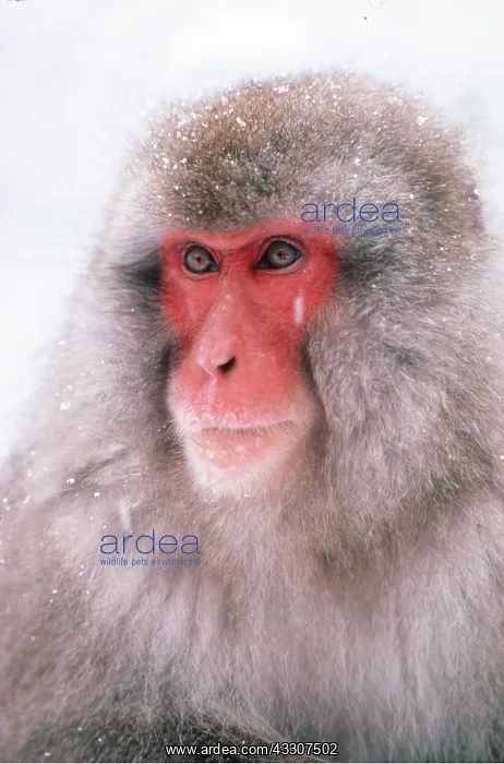 : Japanese Macaque Monkey : Japanese Macaque Monkey