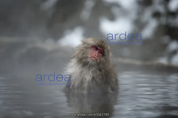 : Japanese Macaque Monkey - aka Snow Monkey (Nihonzaru : Japanese Macaque Monkey - aka Snow Monkey (Nihonzaru