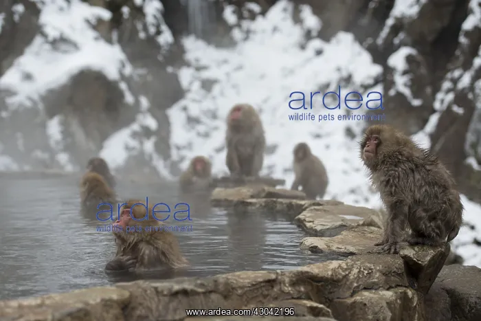 : Japanese Macaque Monkey - aka Snow Monkey (Nihonzaru : Japanese Macaque Monkey - aka Snow Monkey (Nihonzaru
