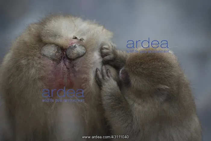 : Japanese Macaque Monkey - aka Snow Monkey (Nihonzaru : Japanese Macaque Monkey - aka Snow Monkey (Nihonzaru