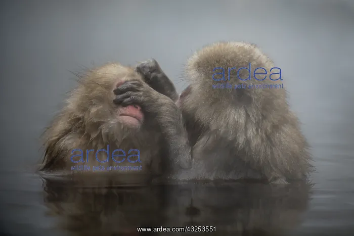 : Japanese Macaque Monkey - aka Snow Monkey (Nihonzaru : Japanese Macaque Monkey - aka Snow Monkey (Nihonzaru
