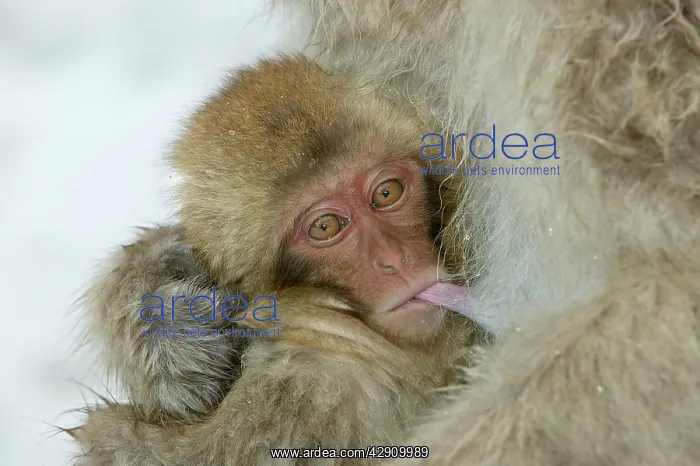  : Japanese Macaque Monkey - close-up of baby suckling