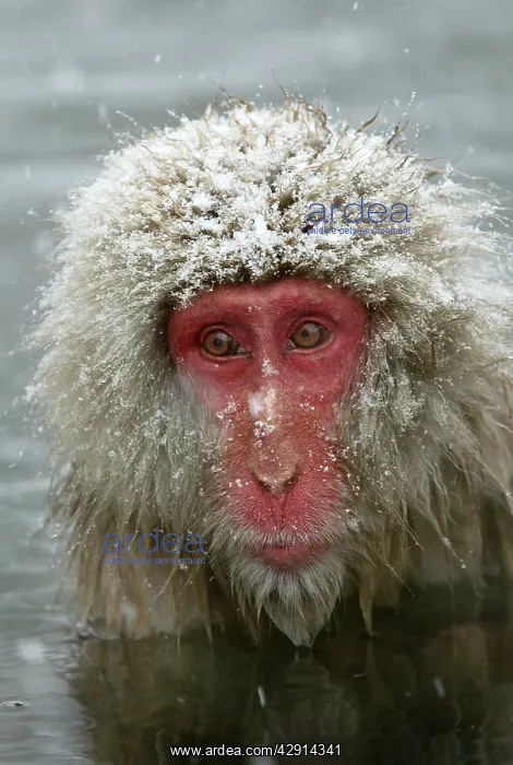  : Japanese Macaque Monkey - close-up of head