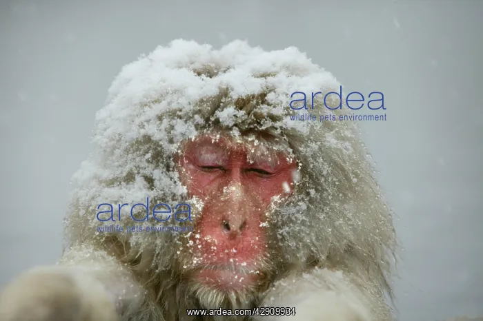 : Japanese Macaque Monkey - close-up of head, in snow : Japanese Macaque Monkey - close-up of head, in snow