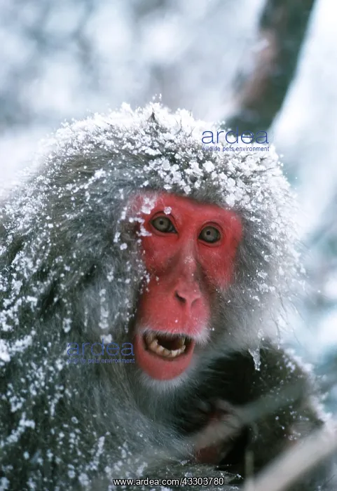 : Japanese Macaque Monkey - covered in snow : Japanese Macaque Monkey - covered in snow