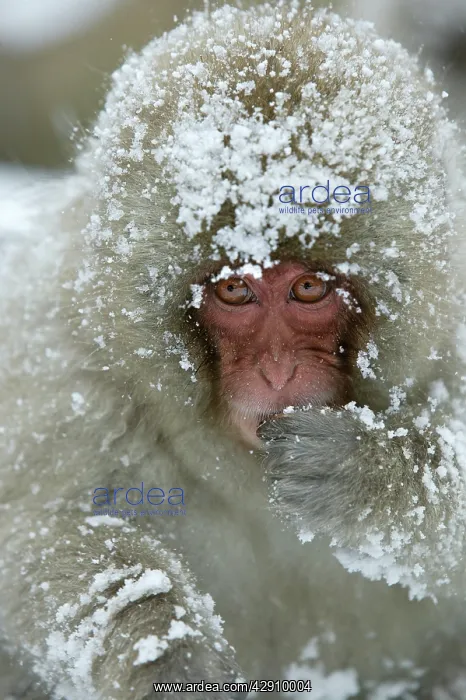 : Japanese Macaque Monkey - face, covered in snow : Japanese Macaque Monkey - face, covered in snow