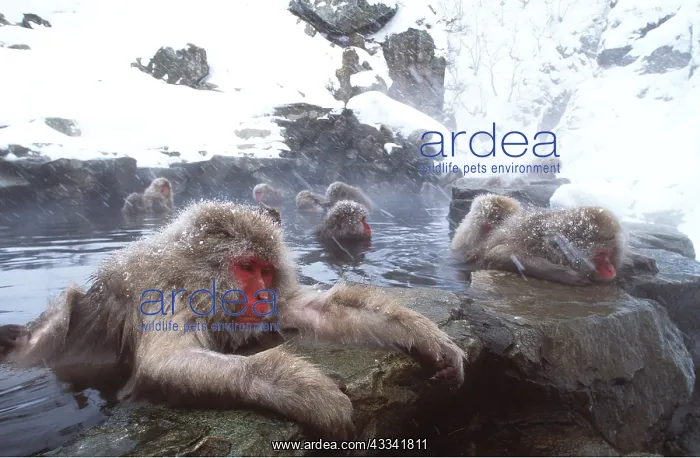 : JAPANESE MACAQUE MONKEY - group in water : JAPANESE MACAQUE MONKEY - group in water