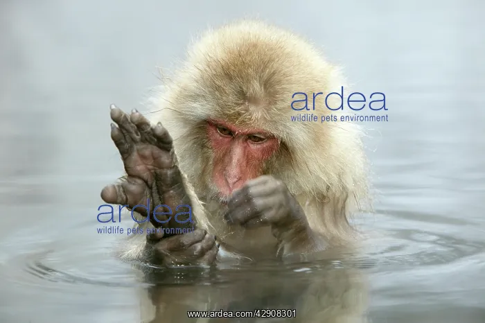 : Japanese Macaque Monkey - in hot springs, grooming : Japanese Macaque Monkey - in hot springs, grooming