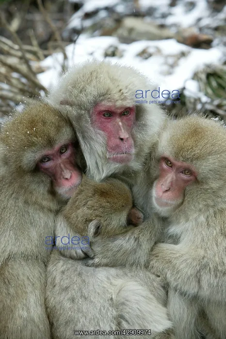 : Japanese Macaque Monkey - four huddled together : Japanese Macaque Monkey - four huddled together